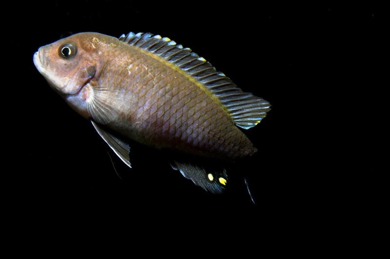 Cynotilapia zebroides 'Hai (Chimate) Reef'
